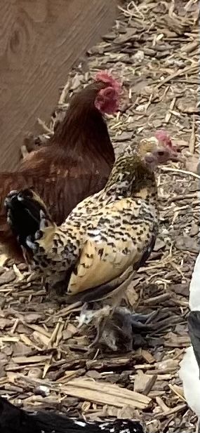 Laying hens