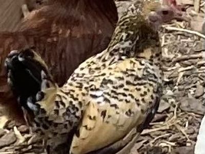 Laying hens