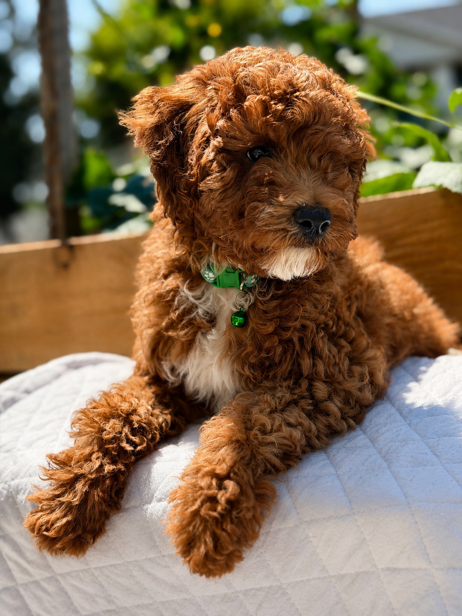 Poodle puppies