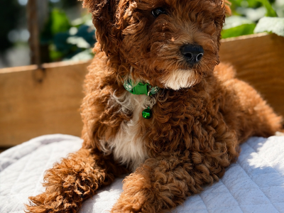Poodle puppies