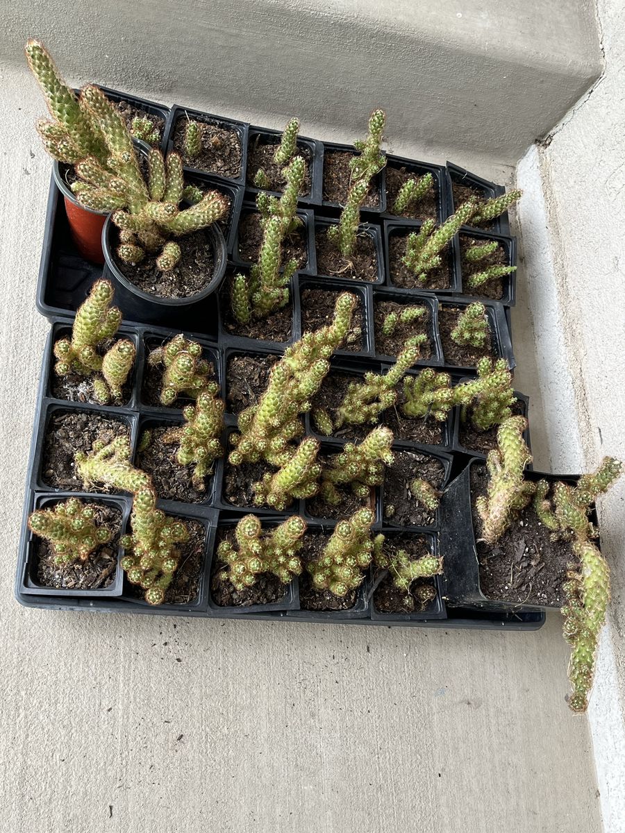 Lot of Cactus' Potted Plants