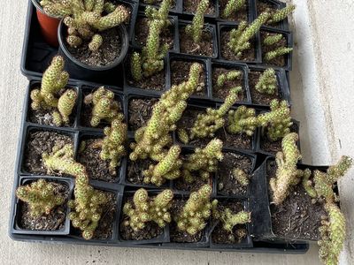 Lot of Cactus' Potted Plants