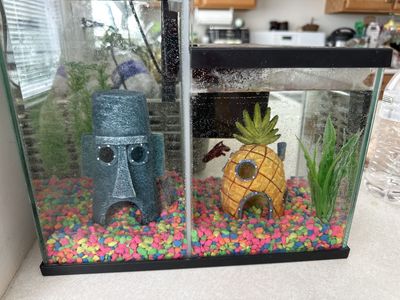 Two Betas, Tank, Filters And Other Supplies