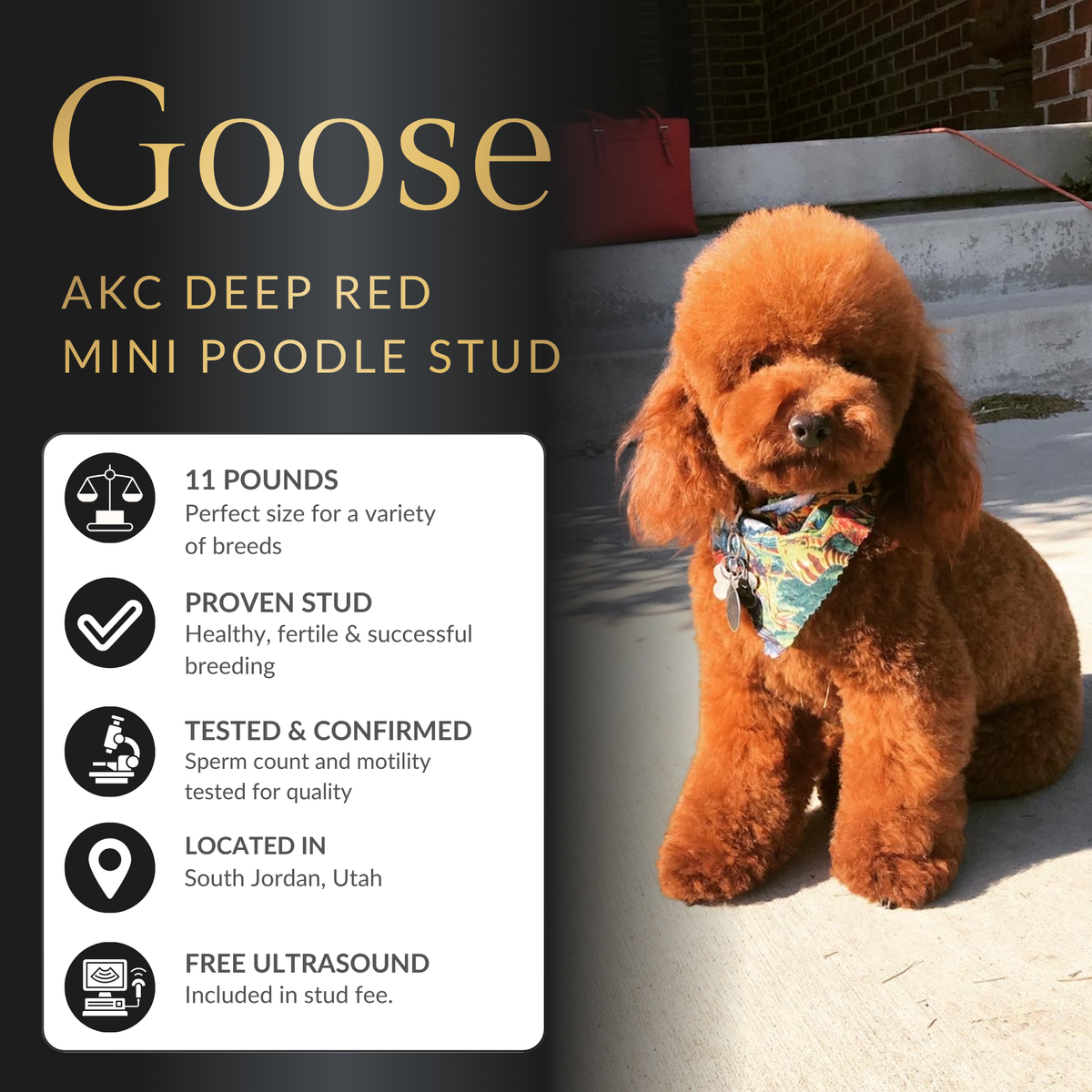 Highest Intensity Red Toy Poodle Stud Service – Health Tested and Proven