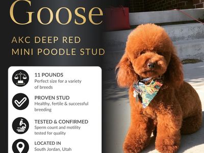 Highest Intensity Red Toy Poodle Stud Service – Health Tested and Proven
