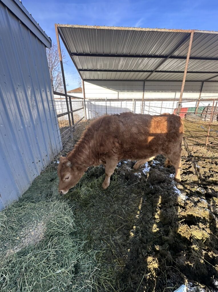 F4 Wagyu Calf