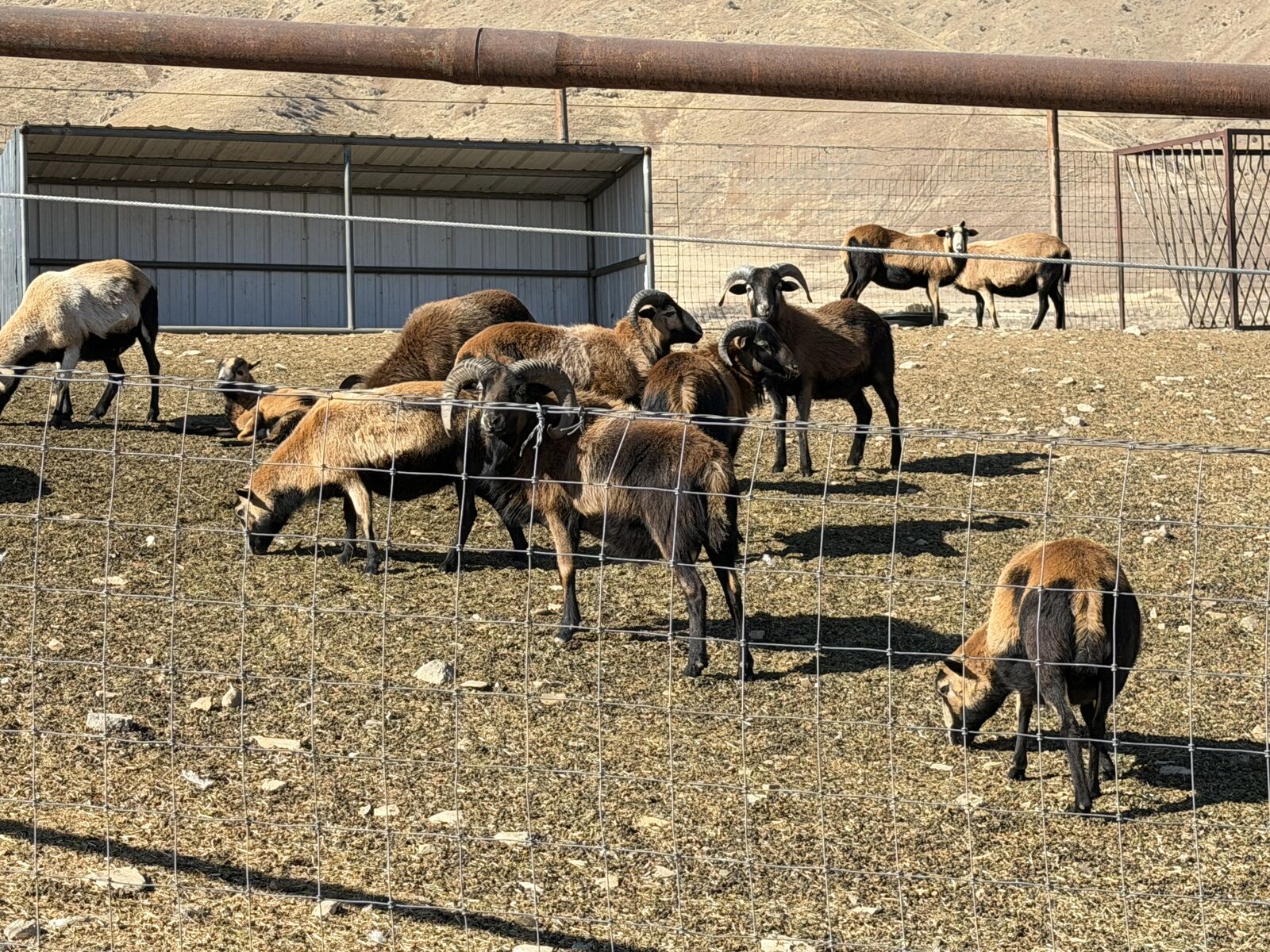 American Barbados Blackbelly
