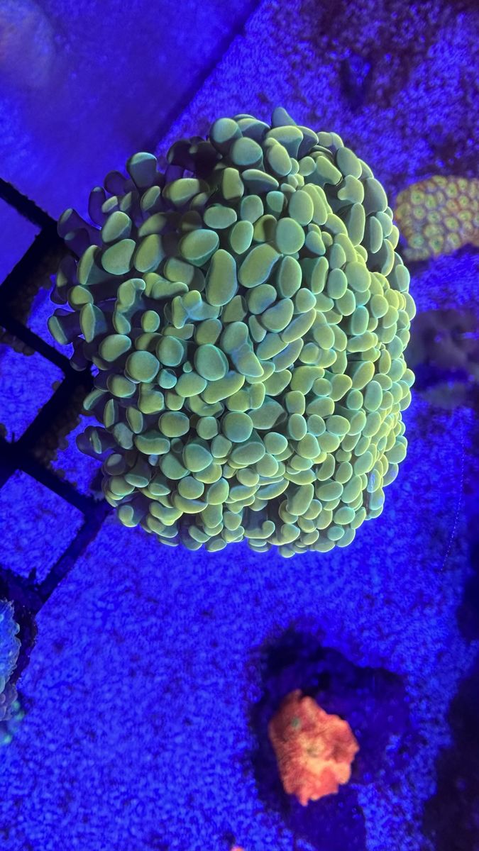 Main image 2