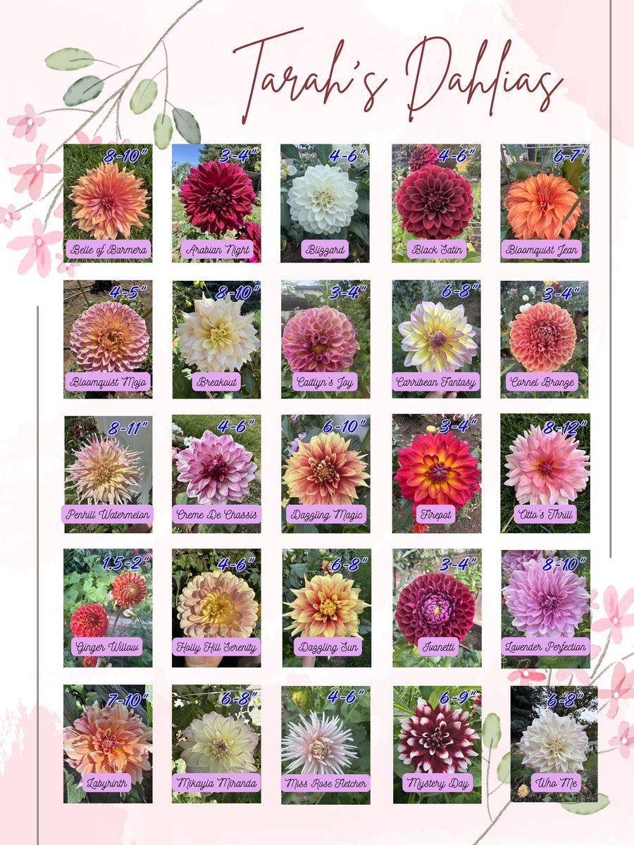 Gorgeous Dahlia Tubers