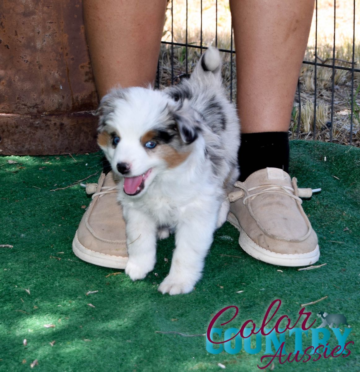 Toy Aussie Male
