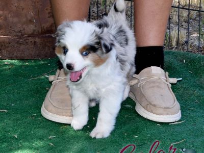 Toy Aussie Male