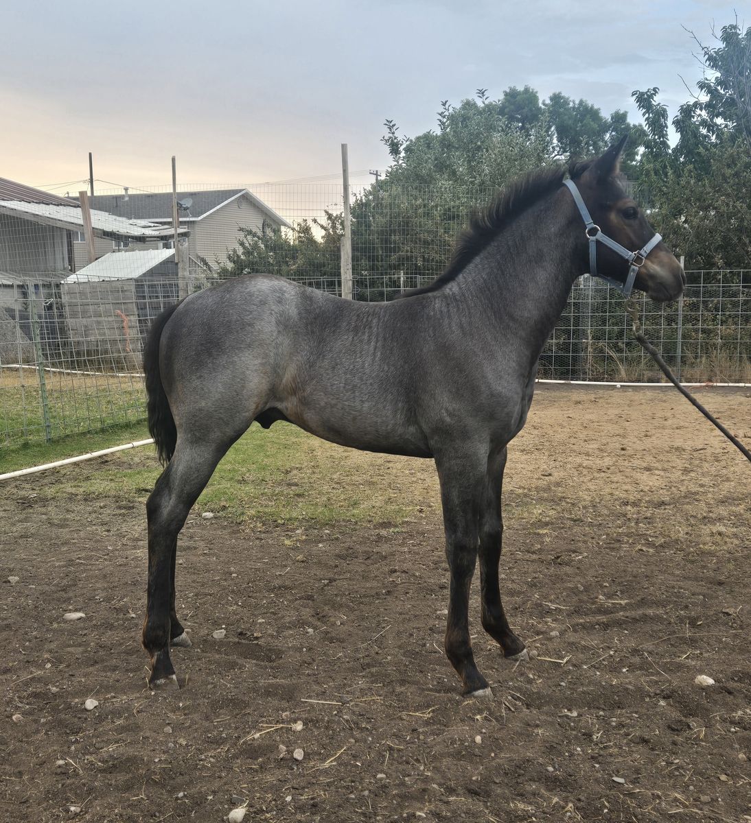 AQHA Blue Roan Stud Colt Born April 22/2026