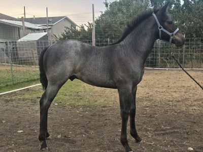 AQHA Blue Roan Stud Colt Born April 22/2026