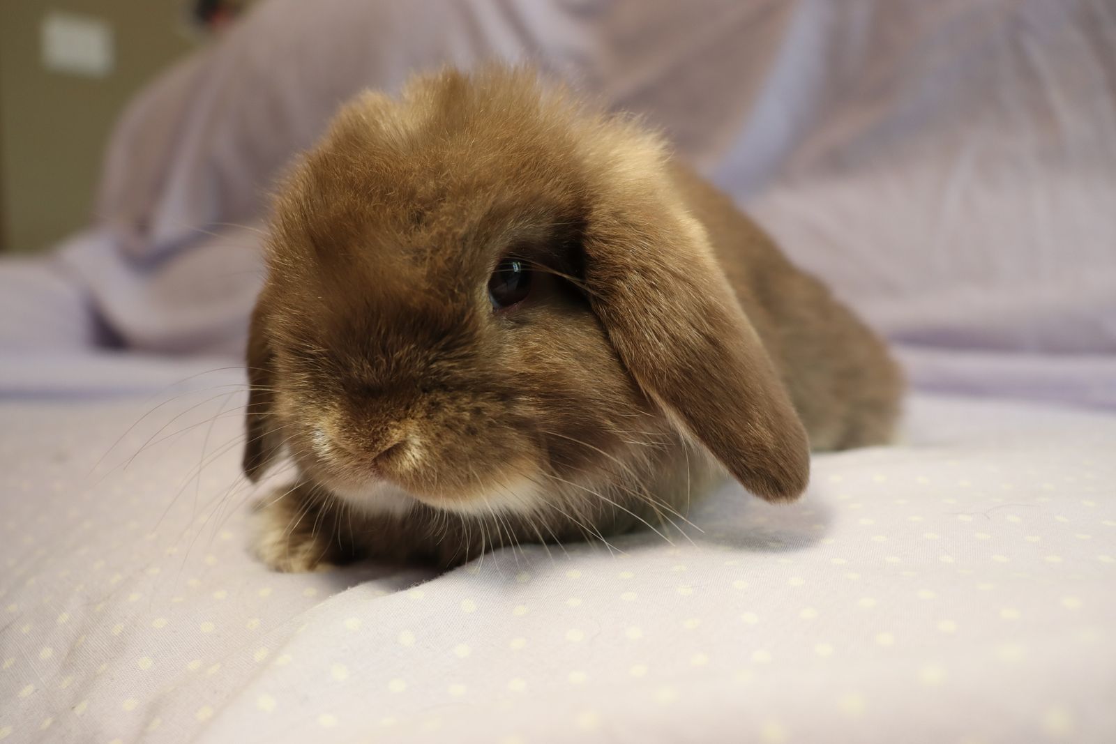 Holland Lop Bunnies For Sale