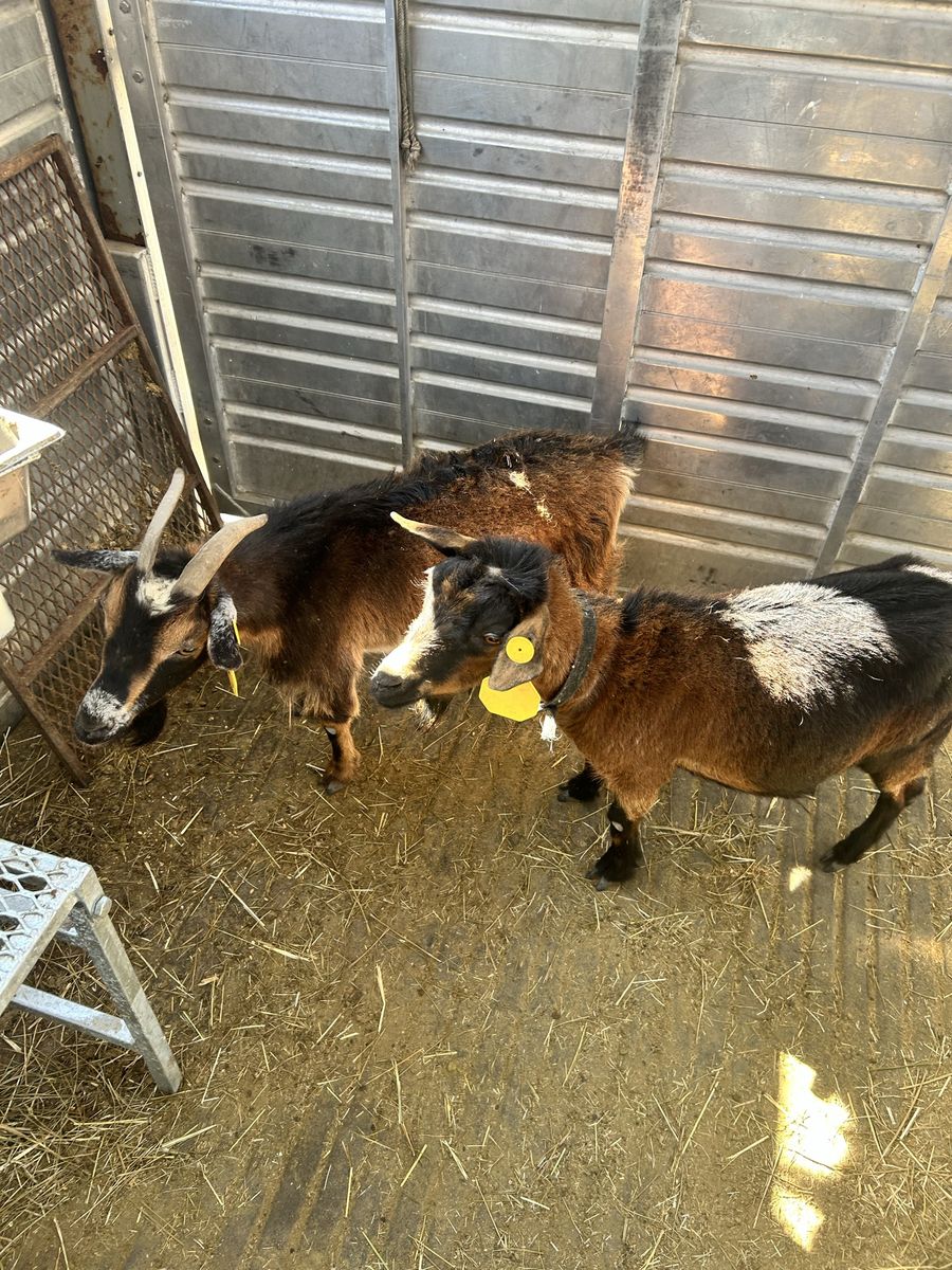 3 Nigerian dwarf goats