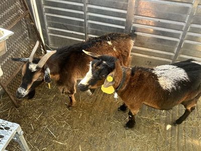 3 Nigerian dwarf goats