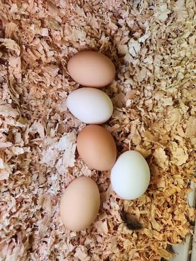 Chicken eggs