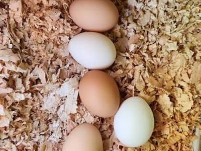 Chicken eggs
