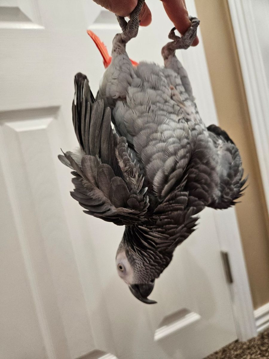 African Grey Parrot - Intelligent, Friendly Pet Bird