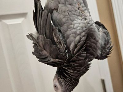 African Grey Parrot - Intelligent, Friendly Pet Bird
