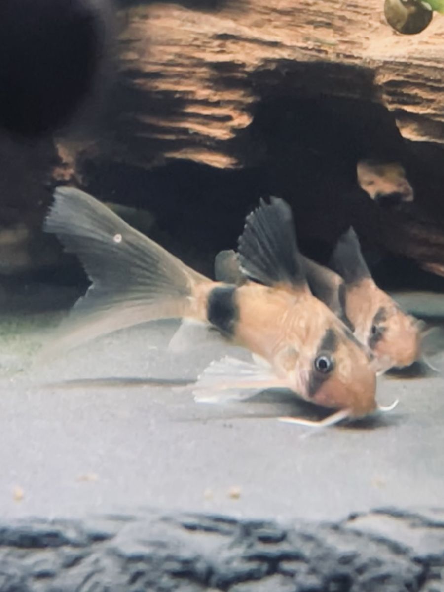 SALE Long-Fin Corydora Catfish