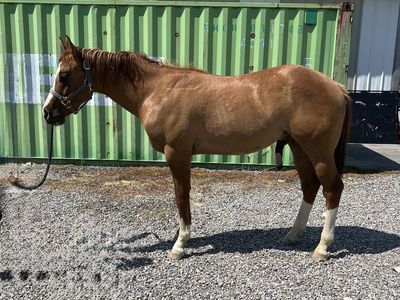 2 yr old quarter horse gelding