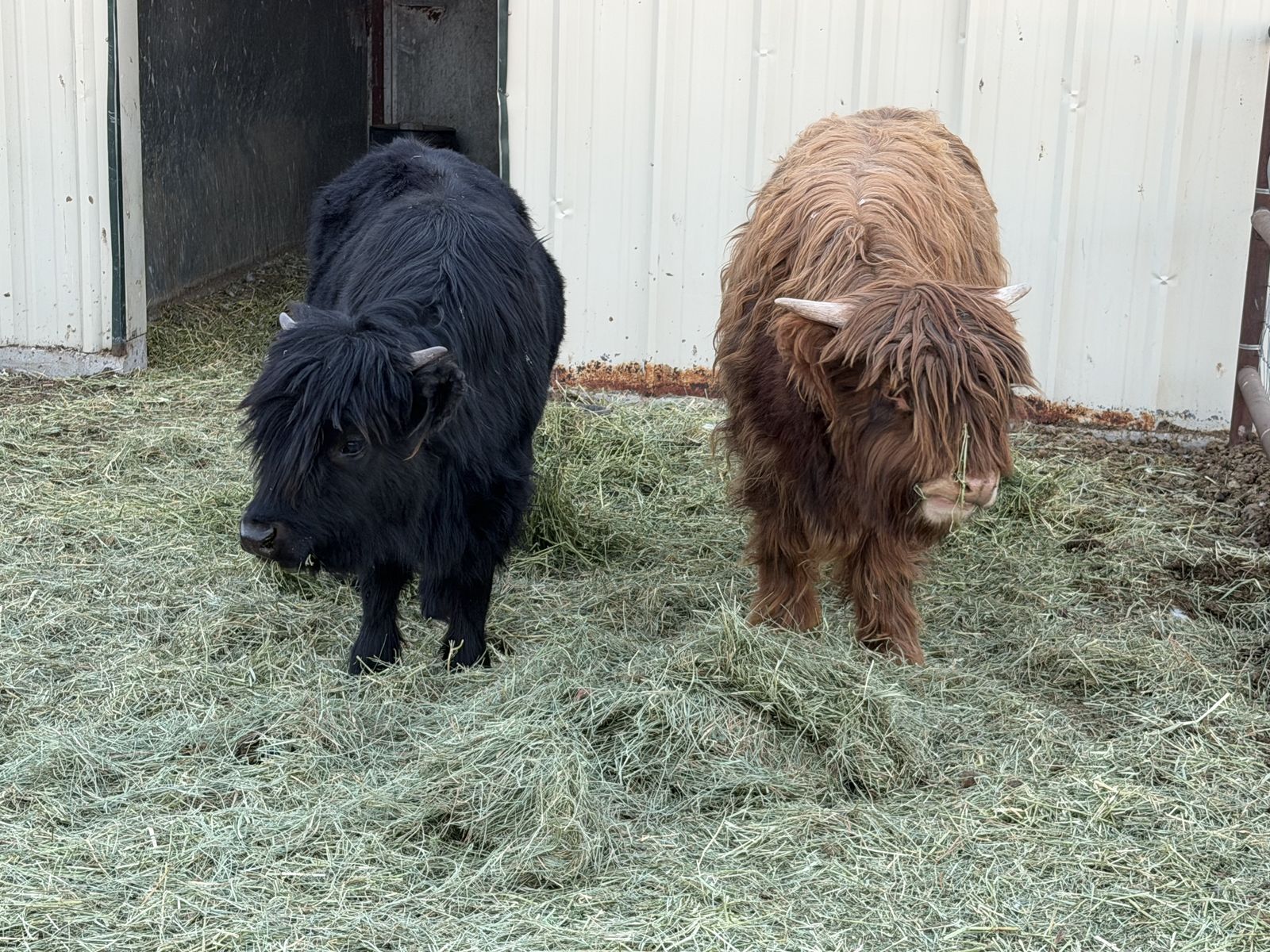 8 Mo. Old Highland Bull Calf