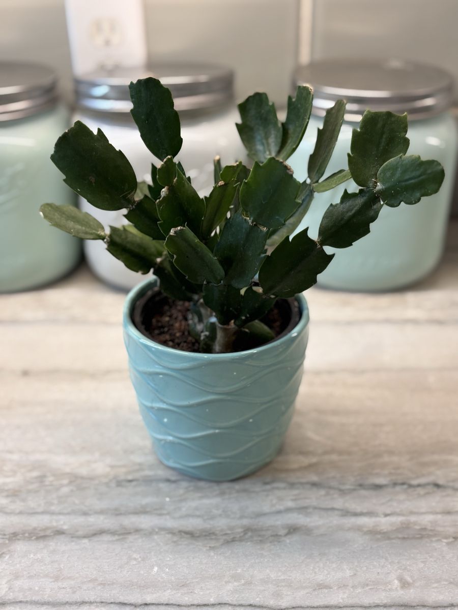 Succulent Plant In Ceramic Pot Fun Color!