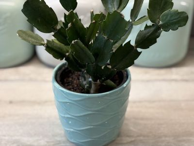 Succulent Plant In Ceramic Pot Fun Color!