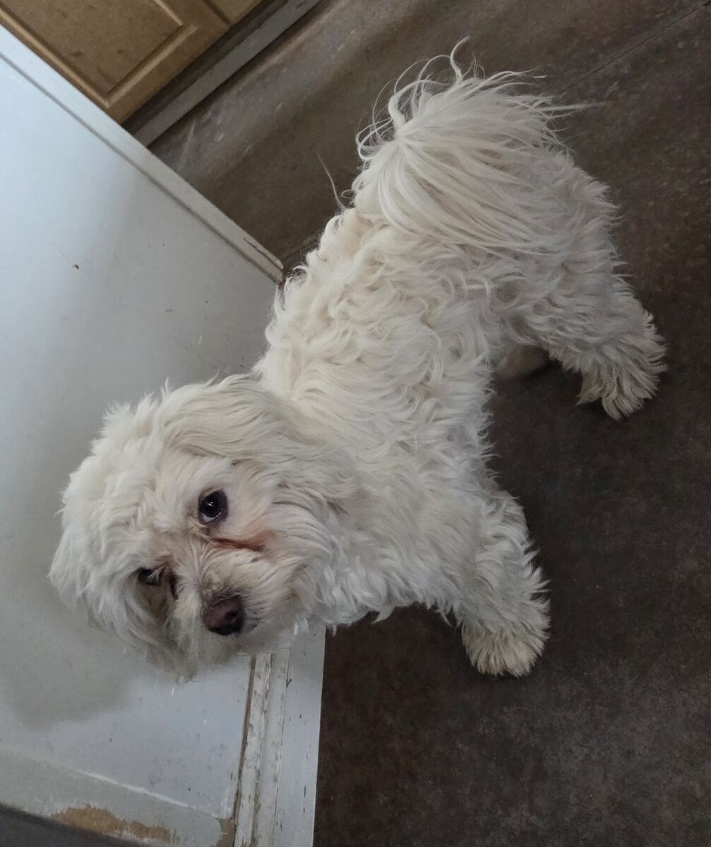 looking for a Maltese STUD