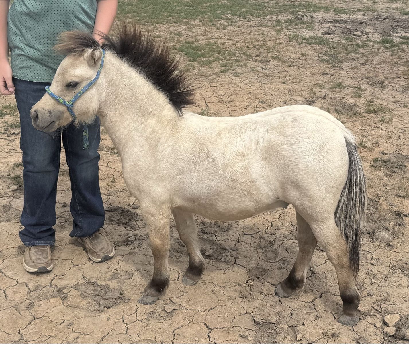 Cream/Buckskin Pony Stud Colt-Miniature Horse