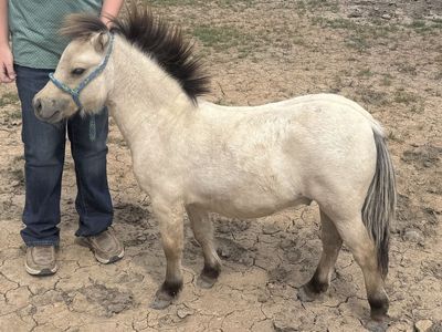 Cream/Buckskin Pony Stud Colt-Miniature Horse