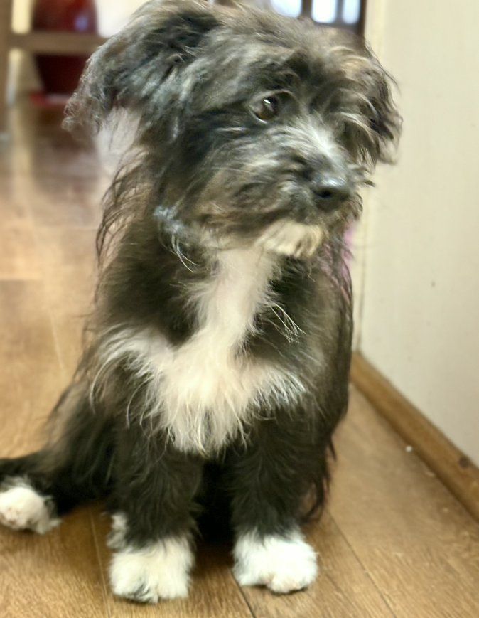 Pomapoo puppy.  
Female. Poodle/Pomerian 