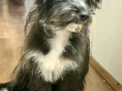 Pomapoo puppy.
Female. Poodle/Pomerian