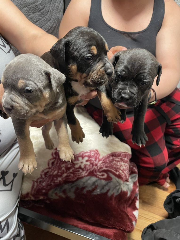 tri-color American Bullys