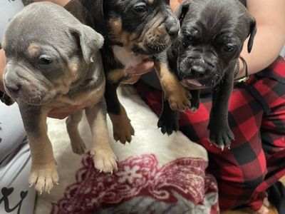 tri-color American Bullys