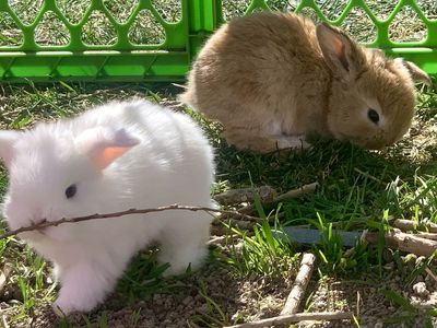 Gorgeous Baby Holland Lops Ready To Reserve!