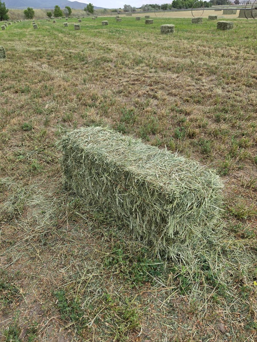 Alfalfa
