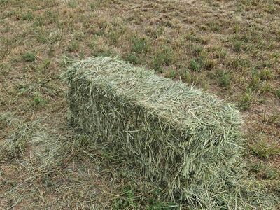 Alfalfa