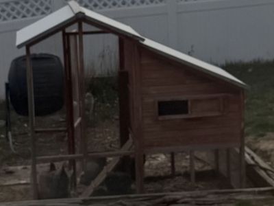 6 laying chickens and chicken coop