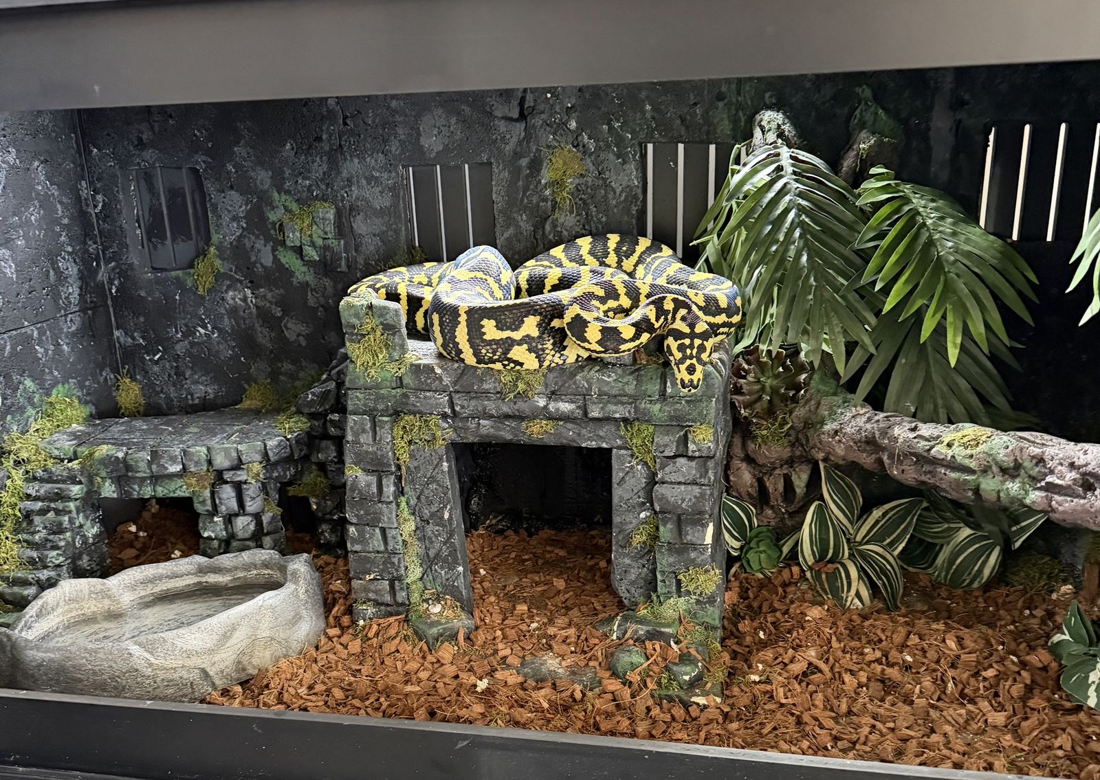 Exotic Snake + Full Habitat Setup