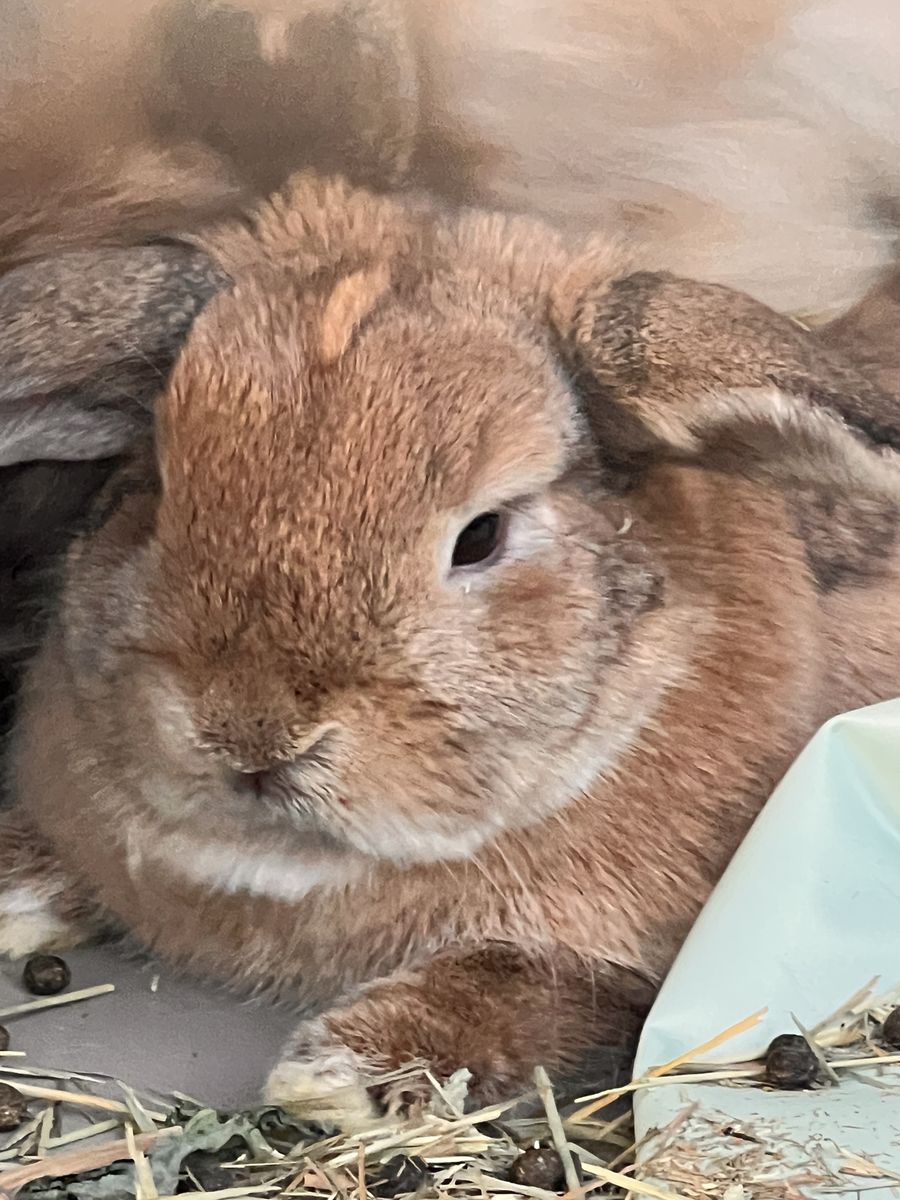 Dwarf holland lop girl