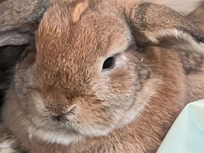 Dwarf holland lop girl