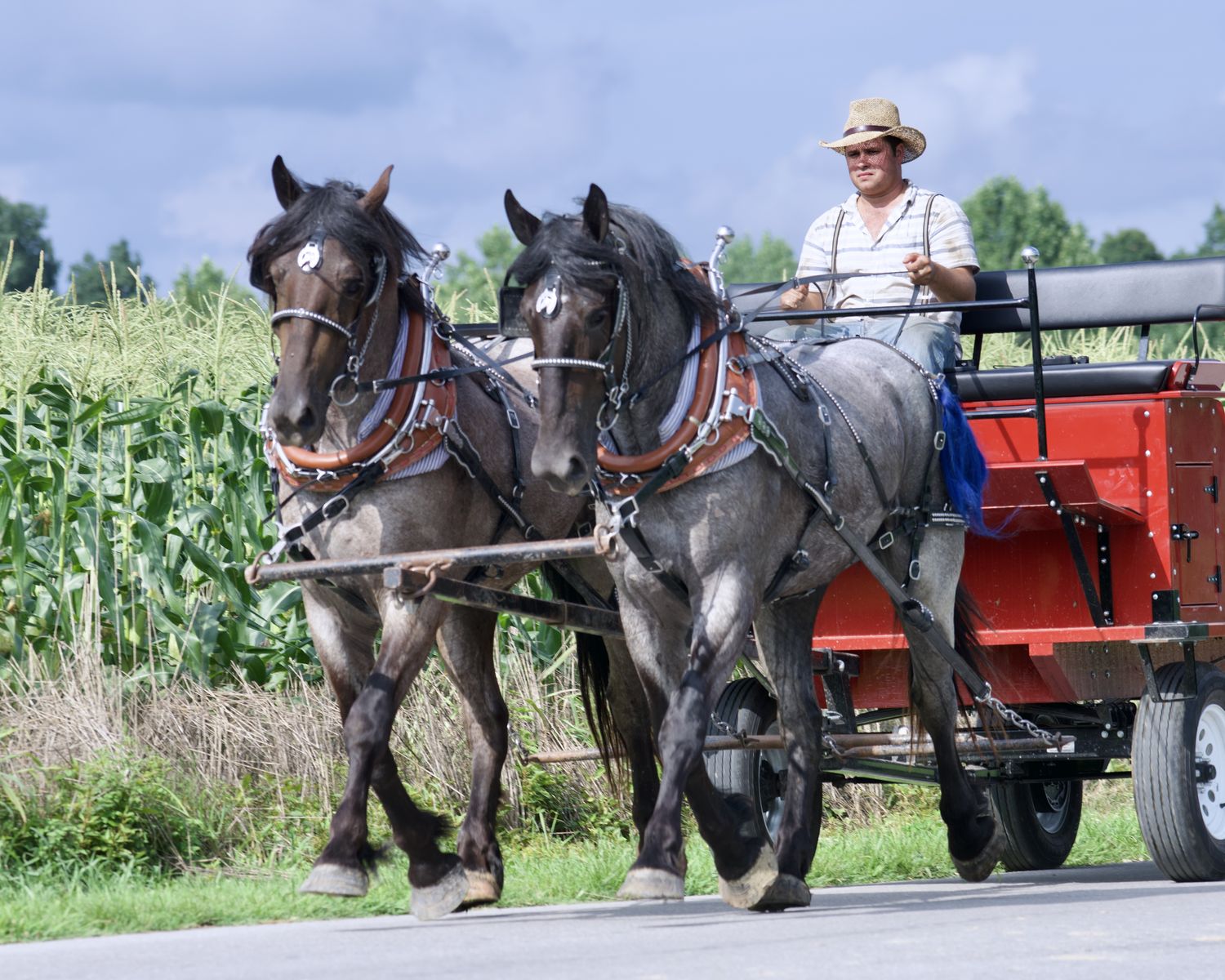 Blue Roan Percheron Gelding Team for SALE