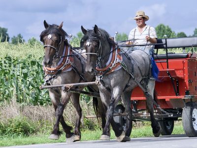 Blue Roan Percheron Gelding Team for SALE
