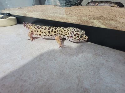 gecko lizzard