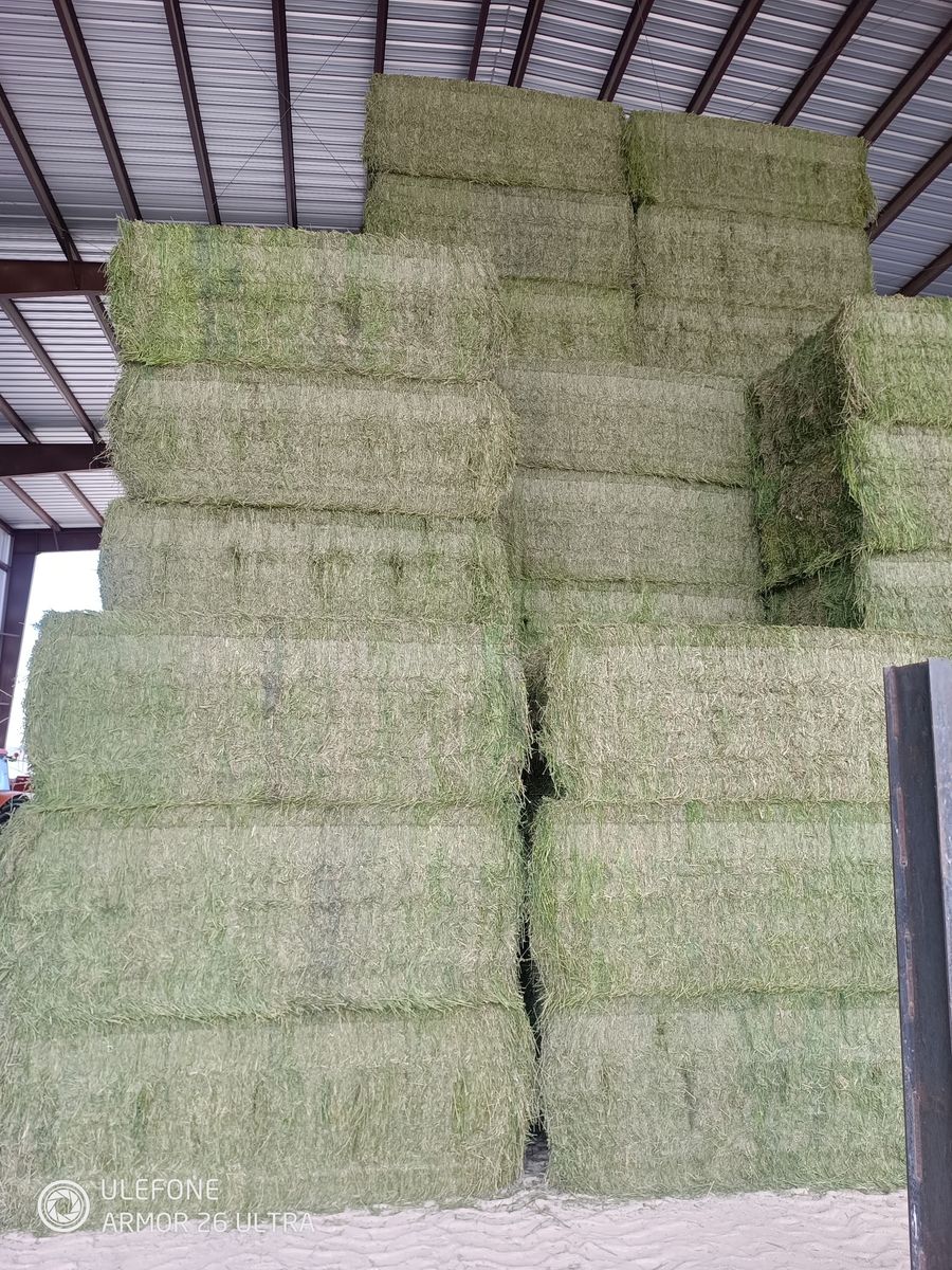 2nd crop alfalfa