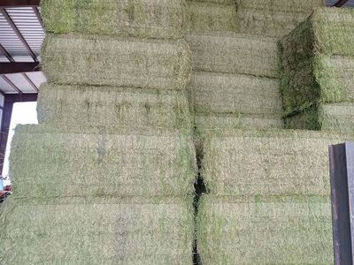 2nd crop alfalfa