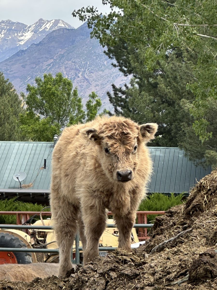 Purebred Scottish Highland Bull