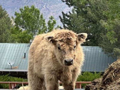 Purebred Scottish Highland Bull